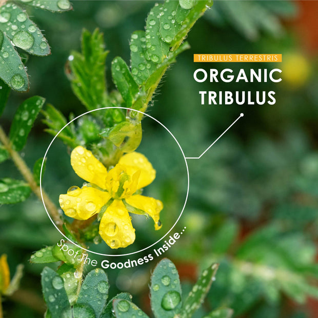 Organic Tribulus - 1500mg – 120 Capsules