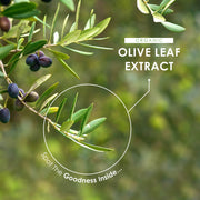 Organic Olive Leaf Extract - 15:1 Extract - 500mg - 60 Capsules