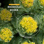 Organic Rhodiola Rosea Powder Capsules - 1000mg - 90 Capsules